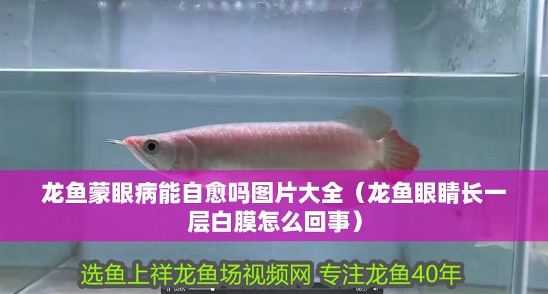 龍魚蒙眼病能自愈嗎圖片大全(龍魚眼睛長一層白膜怎么回事) 錦鯉魚百科 第1張 龍魚蒙眼病能自愈嗎圖片大全(龍魚眼睛長一層白膜怎么回事) 龍魚蒙眼病能自愈嗎圖片大全(龍魚眼睛長一層白膜怎么回事) 錦鯉魚百科 第1張