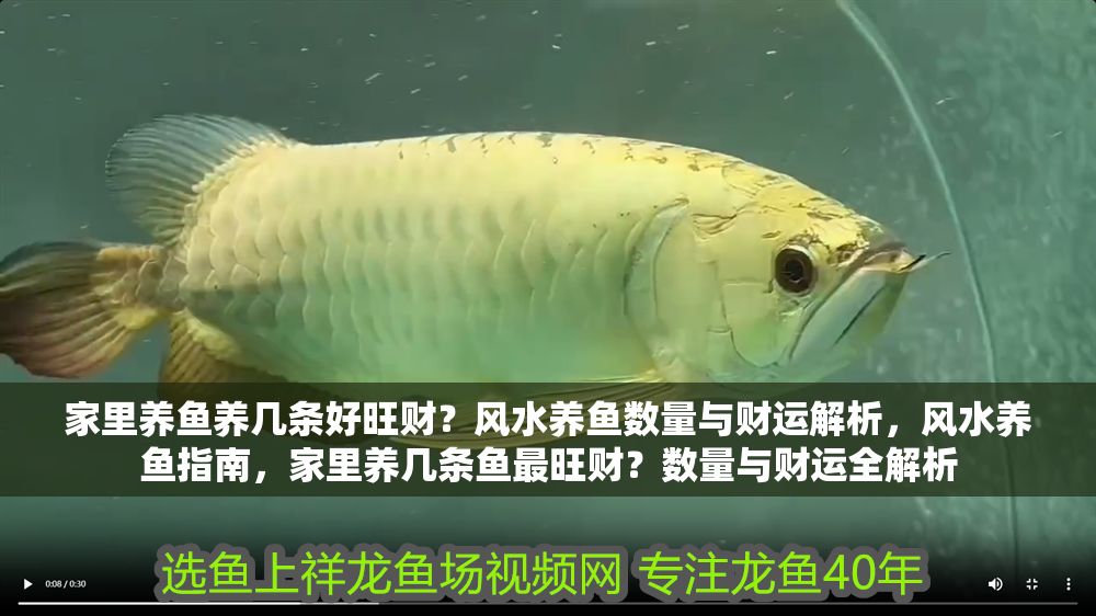 家里養魚養幾條好旺財？風水養魚數量與財運解析，風水養魚指南，家里養幾條魚最旺財？數量與財運全解析