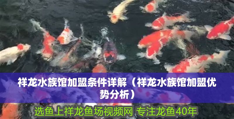 祥龍水族館加盟條件詳解（祥龍水族館加盟優勢分析）