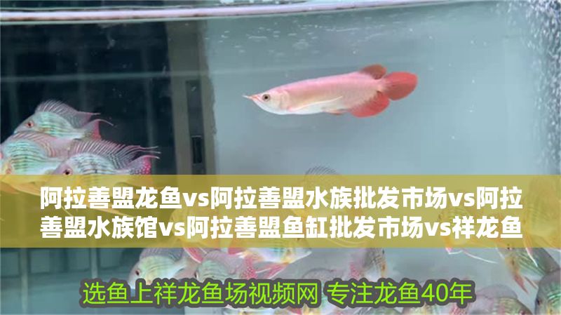 阿拉善盟龍魚(yú)vs阿拉善盟水族批發(fā)市場(chǎng)vs阿拉善盟水族館vs阿拉善盟魚(yú)缸批發(fā)市場(chǎng)vs祥龍魚(yú)場(chǎng)：阿拉善盟水族市場(chǎng)最新動(dòng)態(tài) 阿拉善盟龍魚(yú)vs阿拉善盟水族批發(fā)市場(chǎng)vs阿拉善盟水族館vs阿拉善盟魚(yú)缸批發(fā)市場(chǎng)vs祥龍魚(yú)場(chǎng)：阿拉善盟水族市場(chǎng)最新動(dòng)態(tài) 祥龍魚(yú)場(chǎng)各市分站 第2張