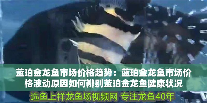 藍珀金龍魚市場價格趨勢：藍珀金龍魚市場價格波動原因如何辨別藍珀金龍魚健康狀況