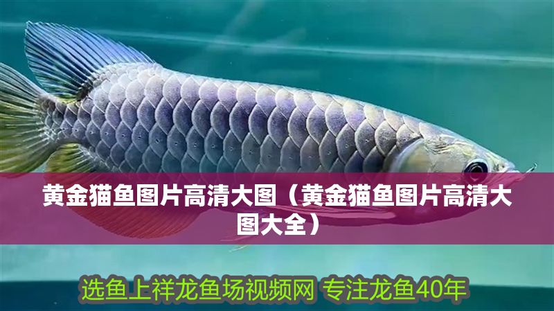 黃金貓魚圖片高清大圖（黃金貓魚圖片高清大圖大全）