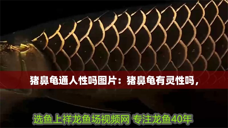 豬鼻龜通人性嗎圖片：豬鼻龜有靈性嗎，