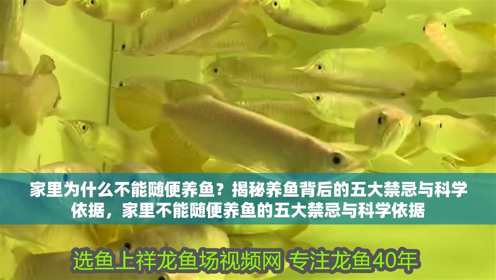 家里為什么不能隨便養(yǎng)魚？揭秘養(yǎng)魚背后的五大禁忌與科學(xué)依據(jù)，家里不能隨便養(yǎng)魚的五大禁忌與科學(xué)依據(jù)