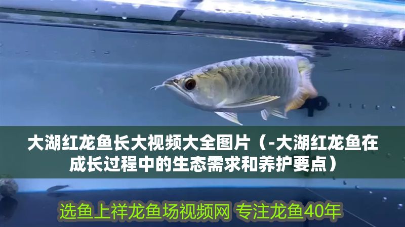 大湖紅龍魚長大視頻大全圖片（-大湖紅龍魚在成長過程中的生態(tài)需求和養(yǎng)護要點）