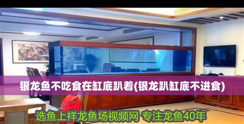 銀龍魚不吃食在缸底趴著(銀龍趴缸底不進食)