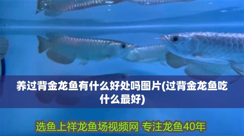 養過背金龍魚有什么好處嗎圖片(過背金龍魚吃什么最好)