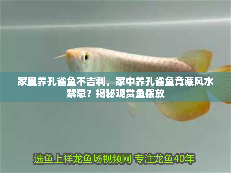 家里養孔雀魚不吉利，家中養孔雀魚竟藏風水禁忌？揭秘觀賞魚擺放