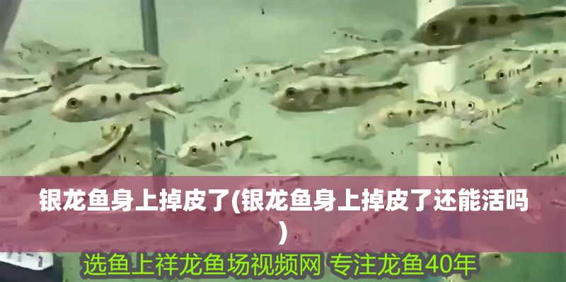 銀龍魚身上掉皮了(銀龍魚身上掉皮了還能活嗎)