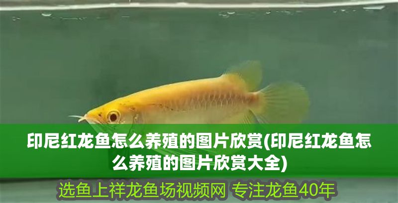 印尼紅龍魚怎么養殖的圖片欣賞(印尼紅龍魚怎么養殖的圖片欣賞大全)