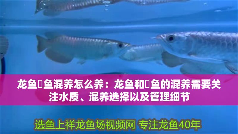 龍魚魟魚混養怎么養：龍魚和魟魚的混養需要關注水質、混養選擇以及管理細節