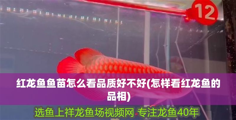 紅龍魚魚苗怎么看品質(zhì)好不好(怎樣看紅龍魚的品相)