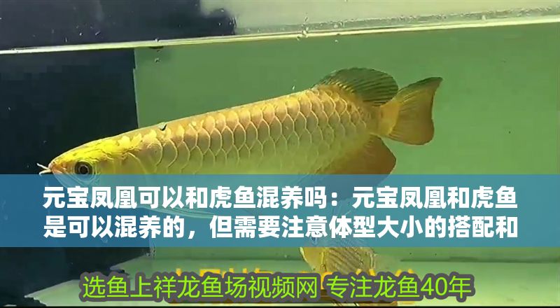 詳細(xì)閱讀:元寶鳳凰可以和虎魚混養(yǎng)嗎:元寶鳳凰和虎魚是可以混養(yǎng)的,但需要注意體型大小的搭配和水質(zhì)的要求 元寶鳳凰可以和虎魚混養(yǎng)嗎:元寶鳳凰和虎魚是可以混養(yǎng)的,但需要注意體型大小的搭配和水質(zhì)的要求
