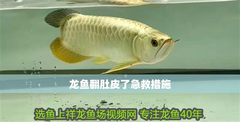 龍魚翻肚皮了急救措施
