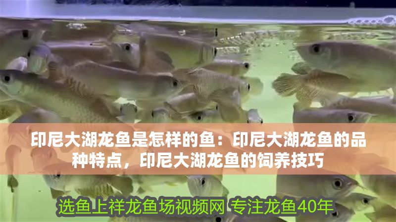 印尼大湖龍魚是怎樣的魚：印尼大湖龍魚的品種特點，印尼大湖龍魚的飼養技巧