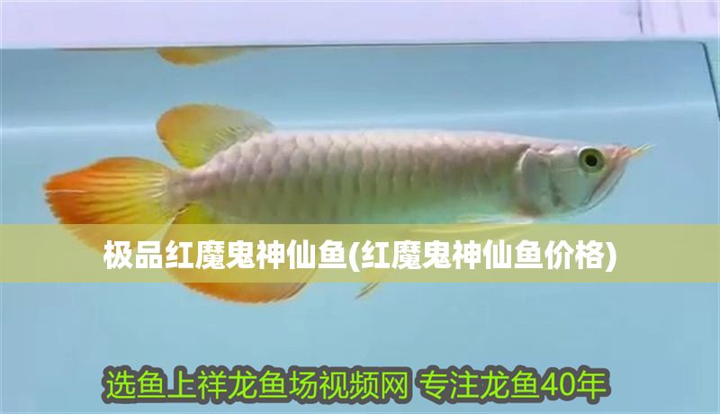 極品紅魔鬼神仙魚(紅魔鬼神仙魚價格)