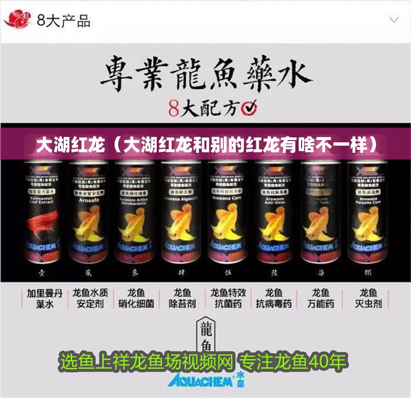 大湖紅龍（大湖紅龍和別的紅龍有啥不一樣）