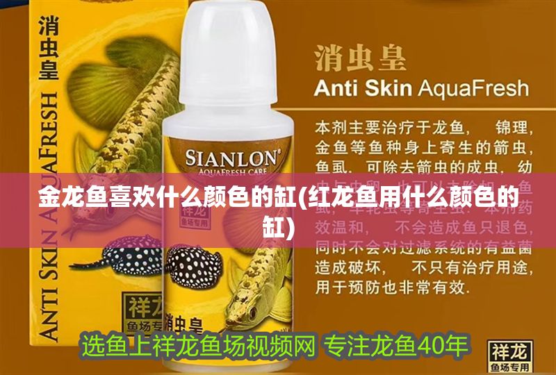 金龍魚喜歡什么顏色的缸(紅龍魚用什么顏色的缸)