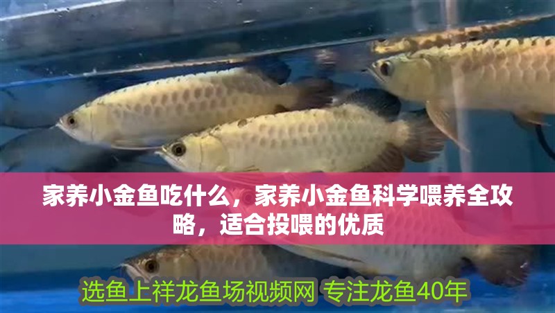 家養小金魚吃什么，家養小金魚科學喂養全攻略，適合投喂的優質