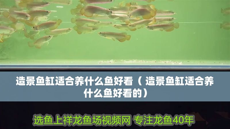 造景魚(yú)缸適合養(yǎng)什么魚(yú)好看（ 造景魚(yú)缸適合養(yǎng)什么魚(yú)好看的）