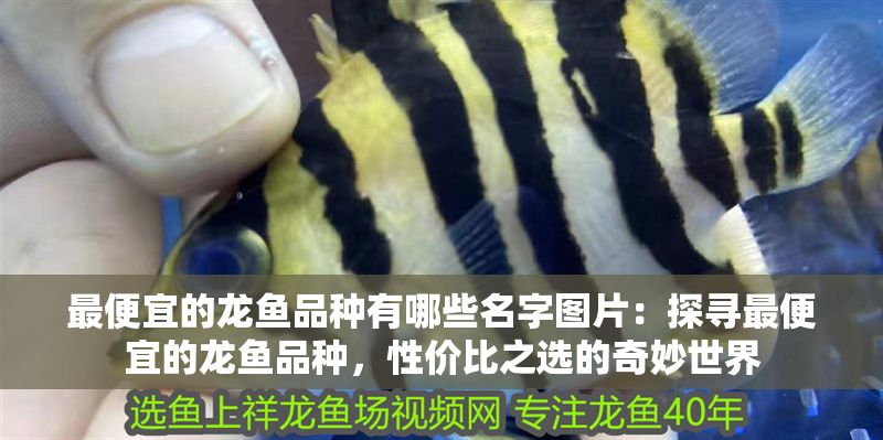 最便宜的龍魚品種有哪些名字圖片：探尋最便宜的龍魚品種，性價比之選的奇妙世界
