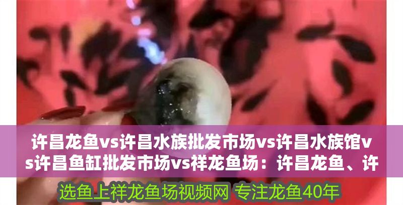 許昌龍魚vs許昌水族批發市場vs許昌水族館vs許昌魚缸批發市場vs祥龍魚場：許昌龍魚、許昌水族館、許昌水族館、許昌魚缸批發市場特色品種介紹