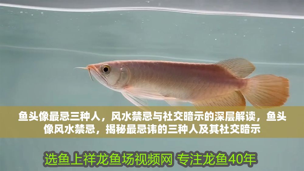 魚頭像最忌三種人，風水禁忌與社交暗示的深層解讀，魚頭像風水禁忌，揭秘最忌諱的三種人及其社交暗示 魚頭像最忌三種人，風水禁忌與社交暗示的深層解讀，魚頭像風水禁忌，揭秘最忌諱的三種人及其社交暗示 龍魚百科 第1張