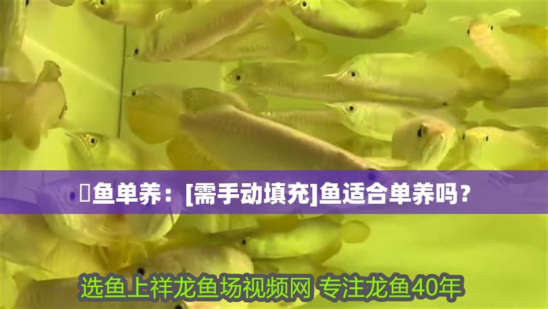 魟魚單養：[需手動填充]魚適合單養嗎？