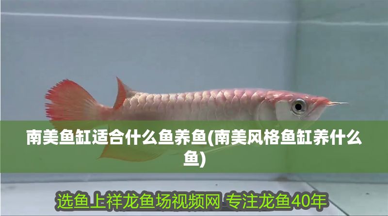 南美魚缸適合什么魚養魚(南美風格魚缸養什么魚)