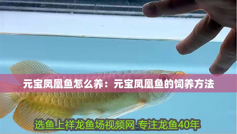 元寶鳳凰魚怎么養：元寶鳳凰魚的飼養方法