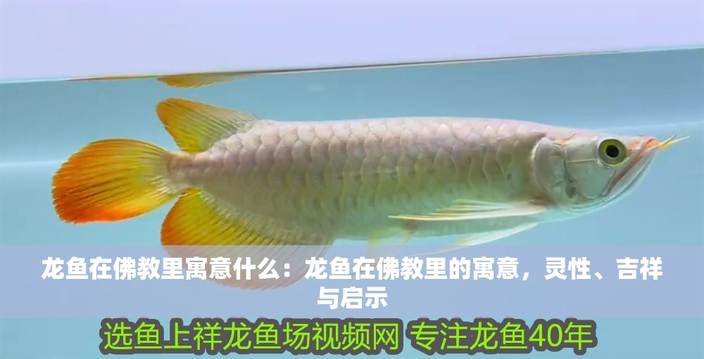 龍魚在佛教里寓意什么：龍魚在佛教里的寓意，靈性、吉祥與啟示