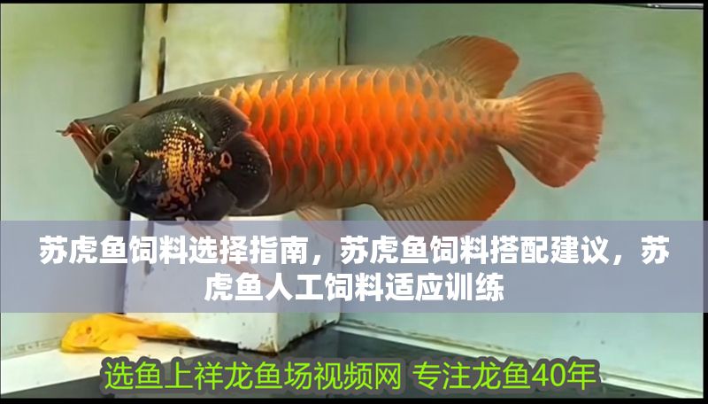 蘇虎魚飼料選擇指南，蘇虎魚飼料搭配建議，蘇虎魚人工飼料適應(yīng)訓(xùn)練