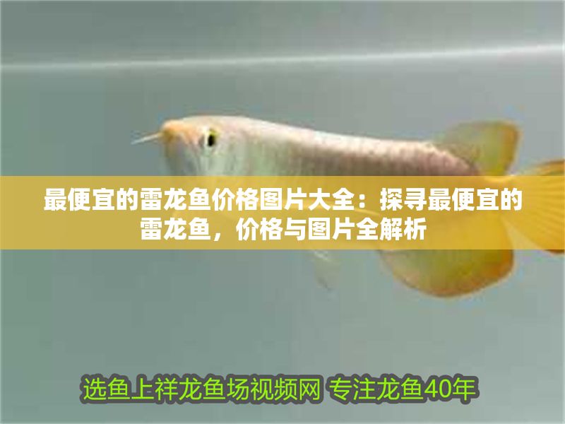 最便宜的雷龍魚價格圖片大全：探尋最便宜的雷龍魚，價格與圖片全解析