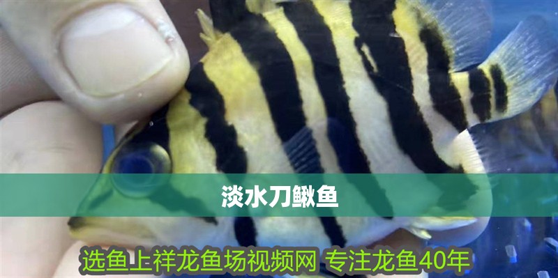 淡水刀鰍魚