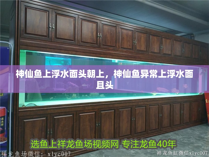 神仙魚上浮水面頭朝上，神仙魚異常上浮水面且頭 神仙魚上浮水面頭朝上，神仙魚異常上浮水面且頭 龍魚百科