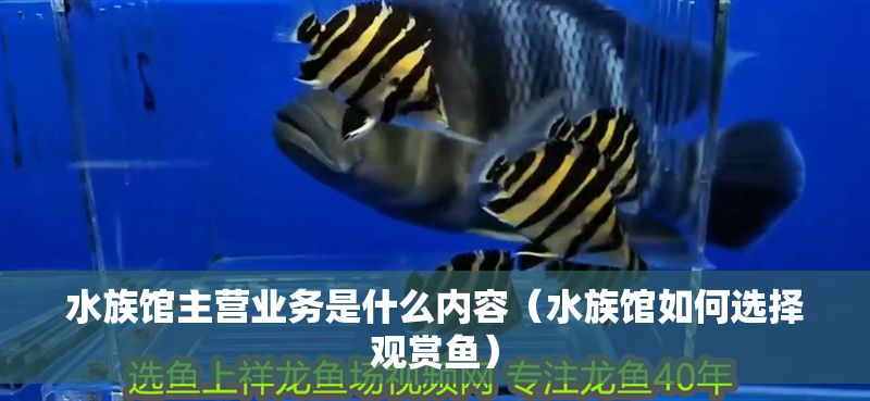 水族館主營業務是什么內容（水族館如何選擇觀賞魚）