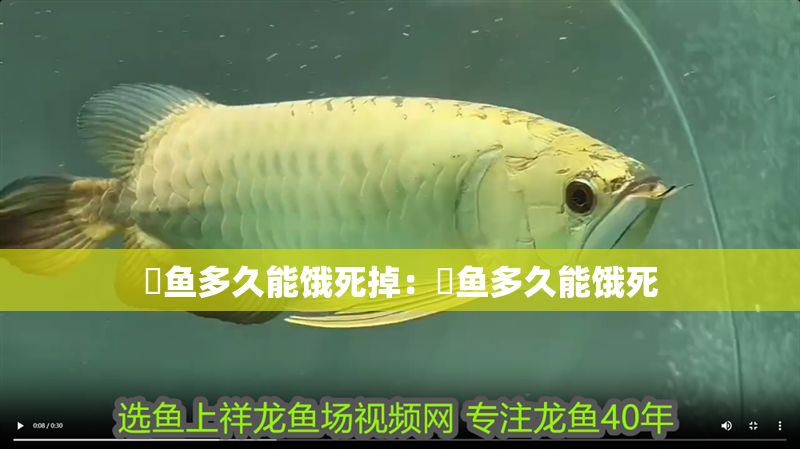 魟魚多久能餓死掉：魟魚多久能餓死