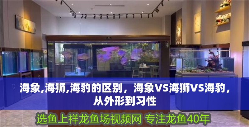 海象,海獅,海豹的區別，海象VS海獅VS海豹，從外形到習性