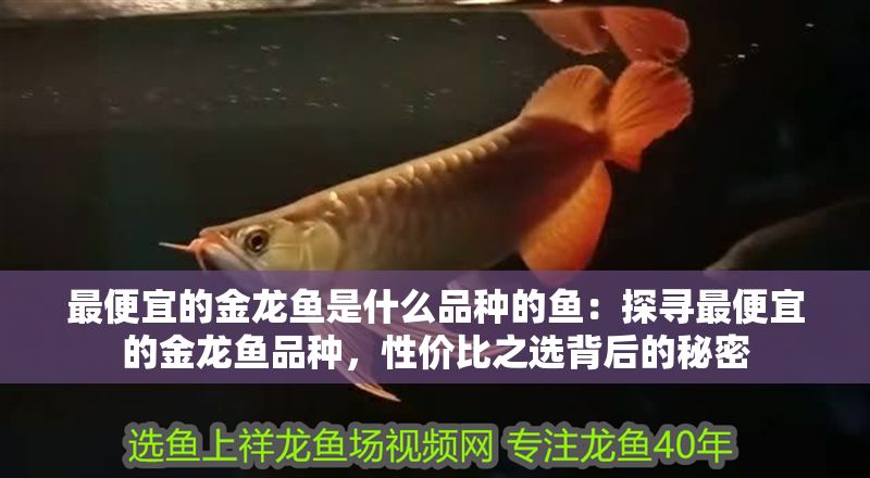 最便宜的金龍魚是什么品種的魚：探尋最便宜的金龍魚品種，性價比之選背后的秘密