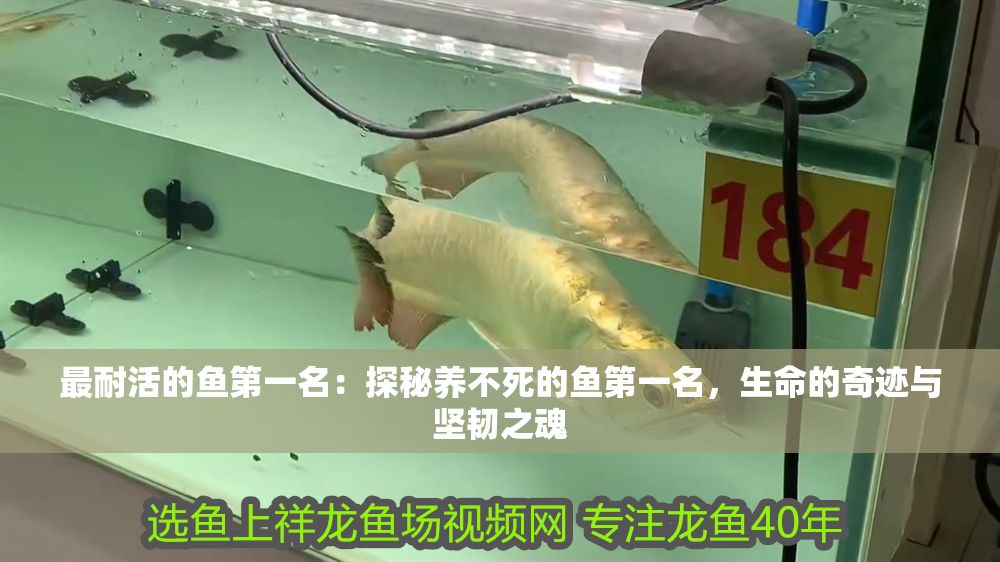 最耐活的魚第一名：探秘養不死的魚第一名，生命的奇跡與堅韌之魂