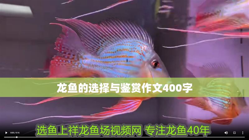 龍魚的選擇與鑒賞作文400字