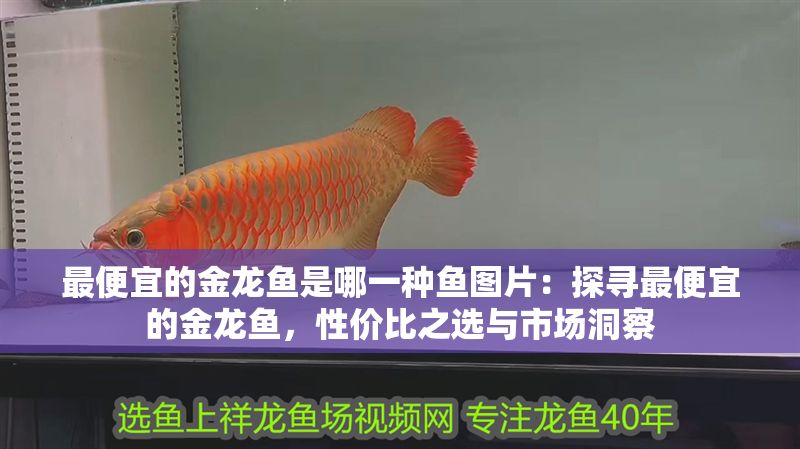 最便宜的金龍魚(yú)是哪一種魚(yú)圖片：探尋最便宜的金龍魚(yú)，性?xún)r(jià)比之選與市場(chǎng)洞察