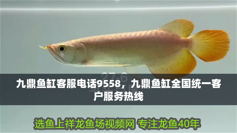 九鼎魚缸客服電話9558，九鼎魚缸全國統一客戶服務熱線