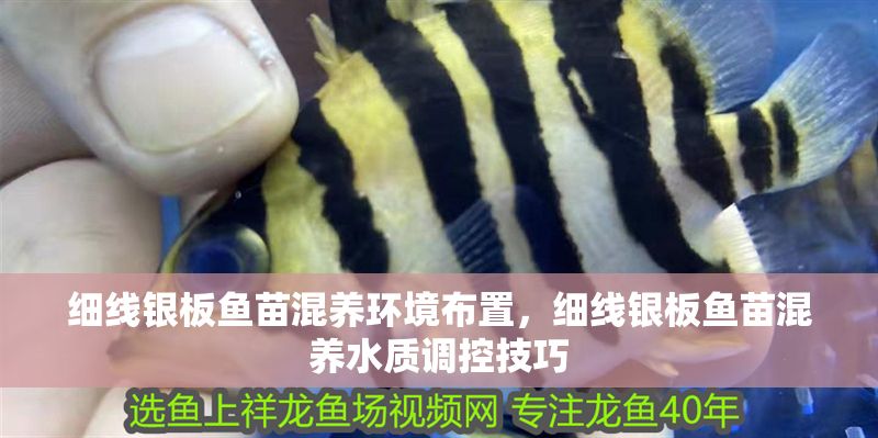 細線銀板魚苗混養環境布置，細線銀板魚苗混養水質調控技巧