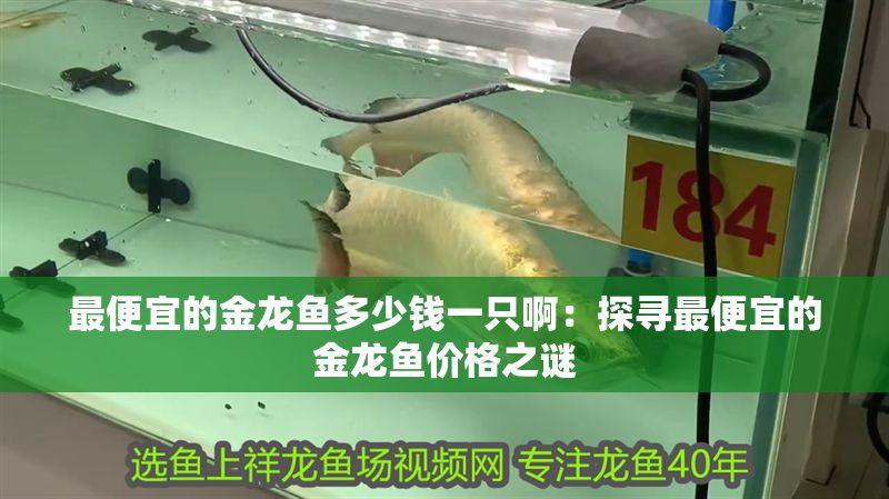 最便宜的金龍魚多少錢一只啊：探尋最便宜的金龍魚價格之謎