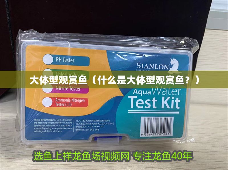 大體型觀賞魚（什么是大體型觀賞魚？）