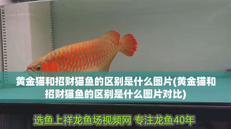 黃金貓和招財貓魚的區別是什么圖片(黃金貓和招財貓魚的區別是什么圖片對比)