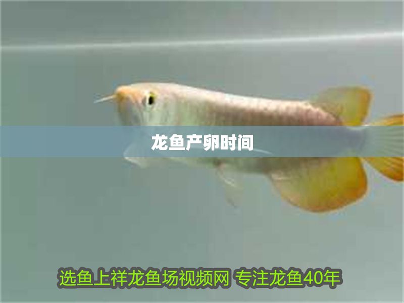 龍魚產卵時間