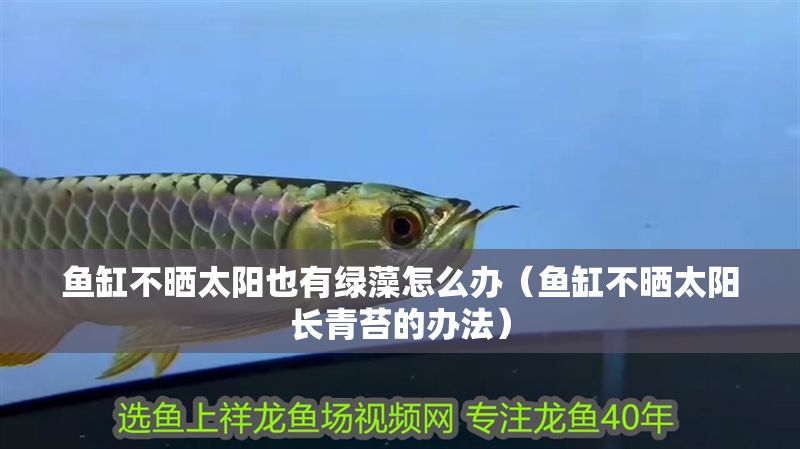 魚缸不曬太陽也有綠藻怎么辦（魚缸不曬太陽長青苔的辦法）