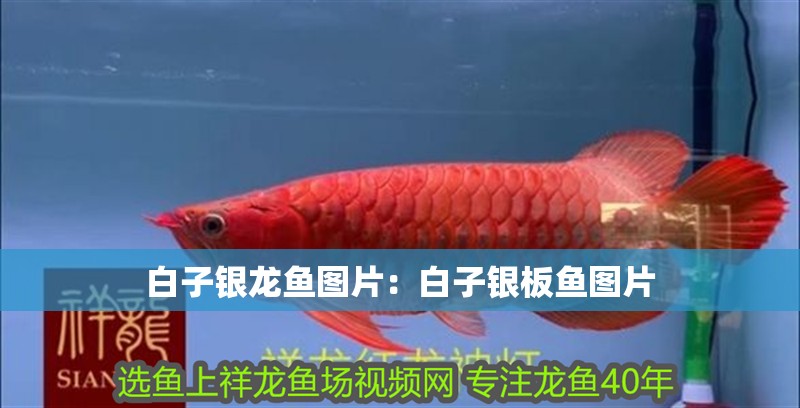 白子銀龍魚圖片：白子銀板魚圖片